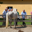 Lipizzaner Gest__t in Piber.jpg