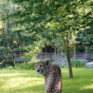 ZooSBG_GepardenKater_HurleyTonkey.jpg