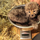 ZooSBG_GepardenNachwuchs_Waage_2018.jpg