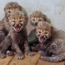 ZooSBG_GepardenQuartett_2018.jpg