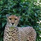 ZooSBG_GepardenWeibchen_Aeris.jpg