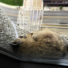 Waschbär zeigt Kletterkünste