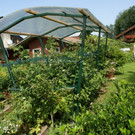 Hard Wild G DSC01822.JPG