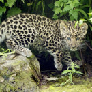 PA_Leopardnamen2.jpg