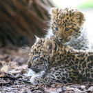 PA_Leopardnamen1.jpg