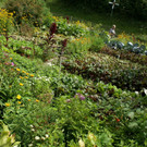 Hohenweiler Willi G DSC01812.JPG