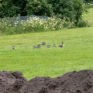 20180618fmt_almkanal_ta_019.JPG