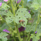 IMG_4595.JPG