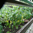 Kennelbach Lischka G DSC01769.JPG