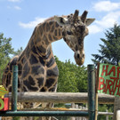 Giraffenbulle Kimbar feiert Geburtstag