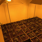 Plantage  01 .jpg