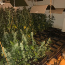 Plantage 02.jpg