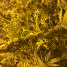 Plantage 03.jpg