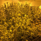 Plantage 05.jpg