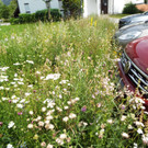 artenreich-Wildblumen in G__fis.jpg