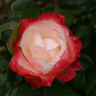 Lustenau K__nig Irmi G DSC01884.JPG