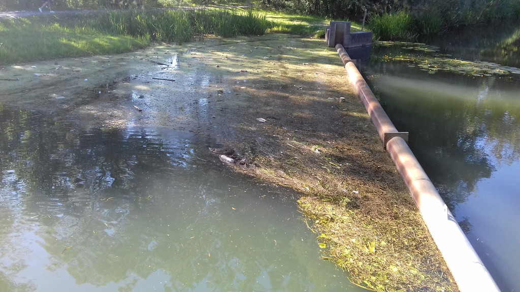 20180623  175117  Jungenten  18.JPG