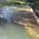 Rheindelta Naturschutzgebiet 