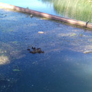 20180623  174847  Jungenten  18.JPG