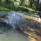 20180623  175157  Jungenten  18.JPG