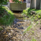 Verlandeter Weiher in St. Jakob am Thurn