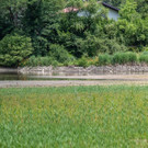 20180621_fmt_Verlandeter_See_St_jakob_am_thurn_mw-7.jpg