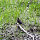 20180621_fmt_Verlandeter_See_St_jakob_am_thurn_mw-9.jpg