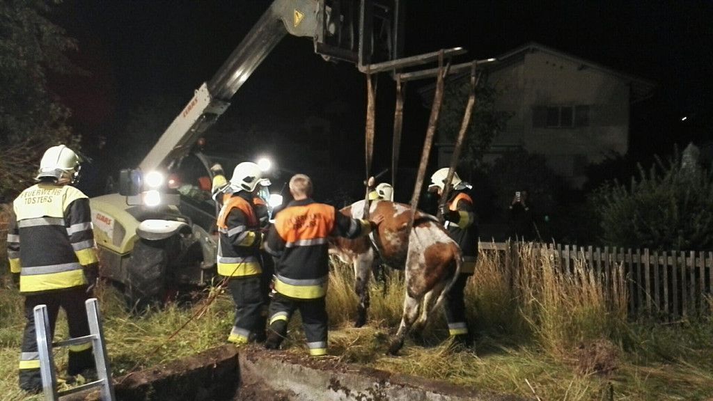 cow4.jpg