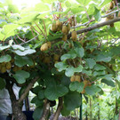 Wolfurt Tscherna G DSC01776.JPG