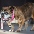 Zsa Zsa: Hässlichster Hund der Welt