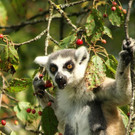 ZooSBG_Katta_Weibchen_Kirschen.jpg