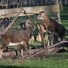 X Muffel Widder und Schaf.jpg