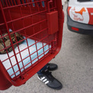 Python in Ottakring gefunden