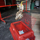 python ottakring.jpg