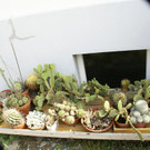 Bregenz Wagner G DSC01791.JPG