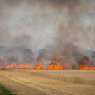 seyfert_BFK_MD_1310.jpg