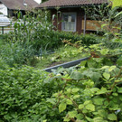 Hard Wild G DSC01824.JPG