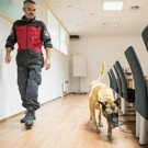 Polizeihunde trainieren