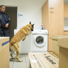 Training_Polizeihunde_5.jpg