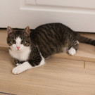 Toni (2 Jahre)