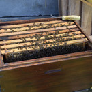 Markus Spiegel bei "seinen" Bienen