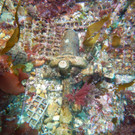 U-Boot entdeckt: Die U 966 Gut Holz