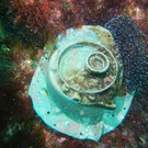 AFP_17A8ON.jpg