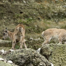 Nachwuchs bei Alpensteinbock