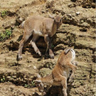 ZooSBG_Alpensteinbock_Nachwuchs2018.jpg