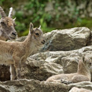 ZooSBG_Alpensteinbocknachwuchs_Muttertier_2018.jpg