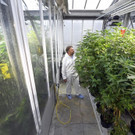 Cannabis-Produktion der AGES