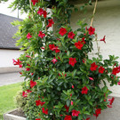 Lustenau Rhomberg G DSC01895.JPG