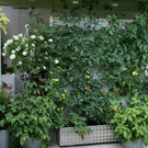 Schwarzach Ballinger G DSC01926.JPG