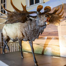 20180717_fmt_Mammut_haus_der_natur_mw-3.jpg